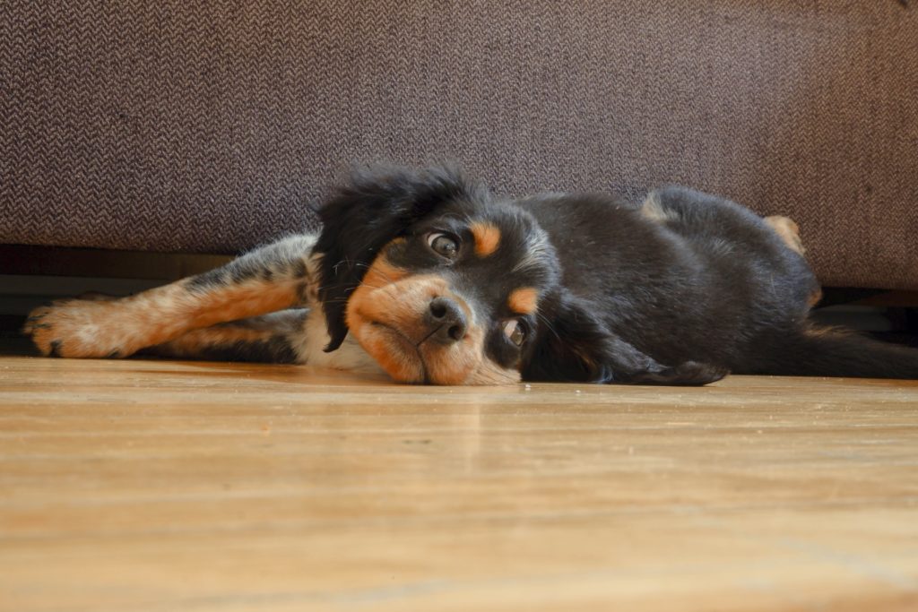 8 weeks old puppy relaxing