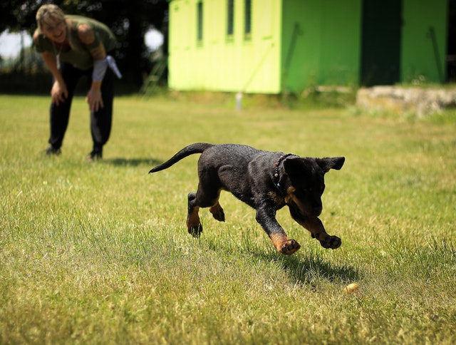 Dog training photo