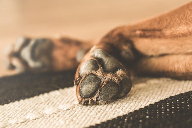 Dogs sweat through their paws