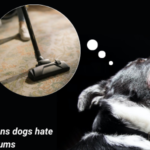 Why dogs hate vacuums