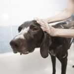 Dog grooming 101 everything you need to know