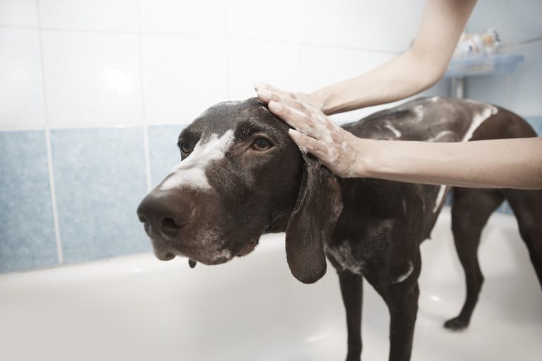 Dog grooming 101 everything you need to know