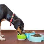 Dog food for dogs without teeth