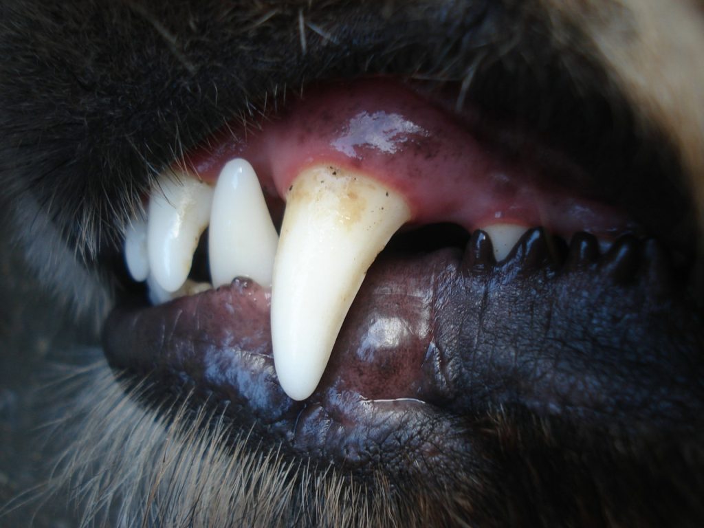 Dog dental care