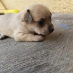 11 essential supplies for new puppies
