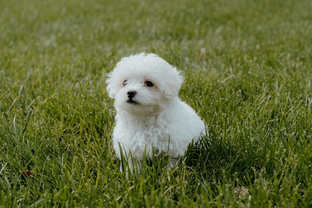 Maltipoo teddy bear Dog